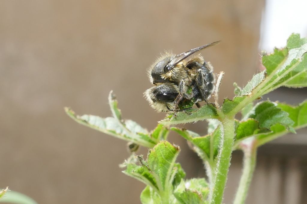 Imenottero su Malva (Andrena?)  No,  Apidae Megachilinae: Osmia sp. o Hoplitis sp.