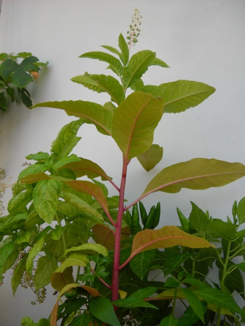 Phytolacca americana