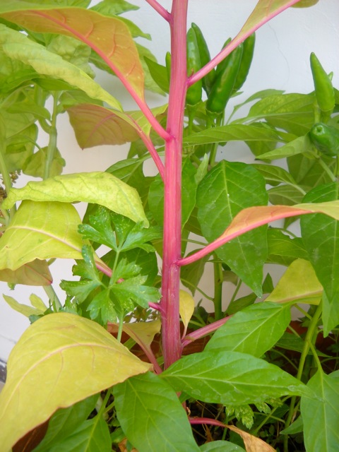 Phytolacca americana