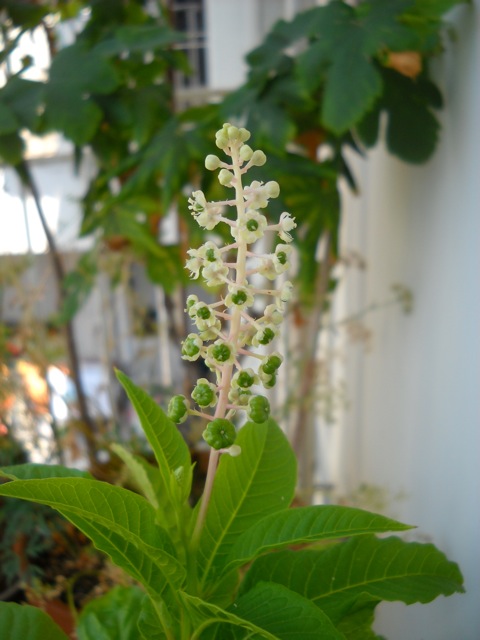 Phytolacca americana