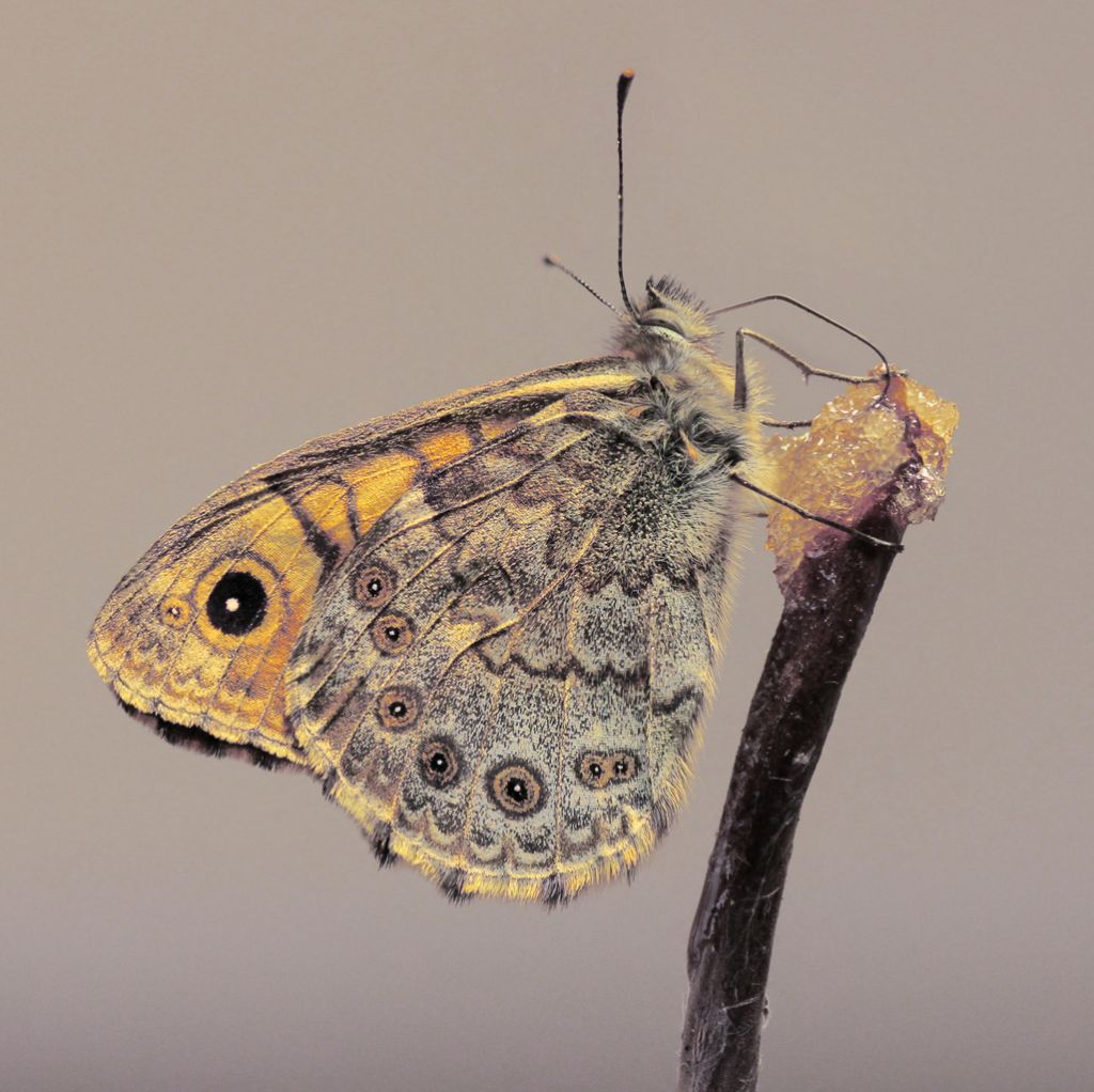 farfalla da determinare - Lasiommata megera