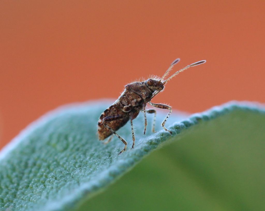 Rhopalidae: Rhopalus subrufus