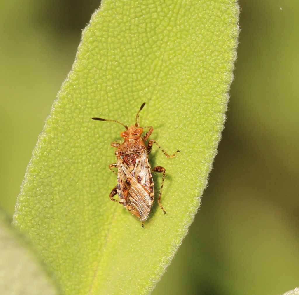 Rhopalidae: Rhopalus subrufus