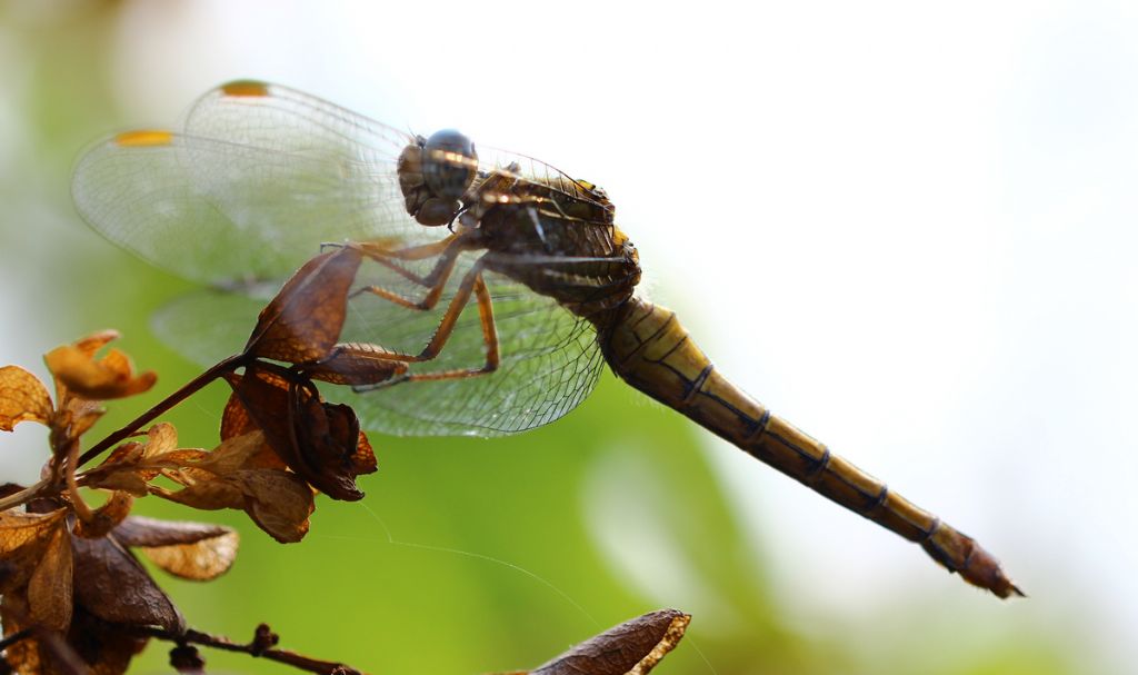 libellula?