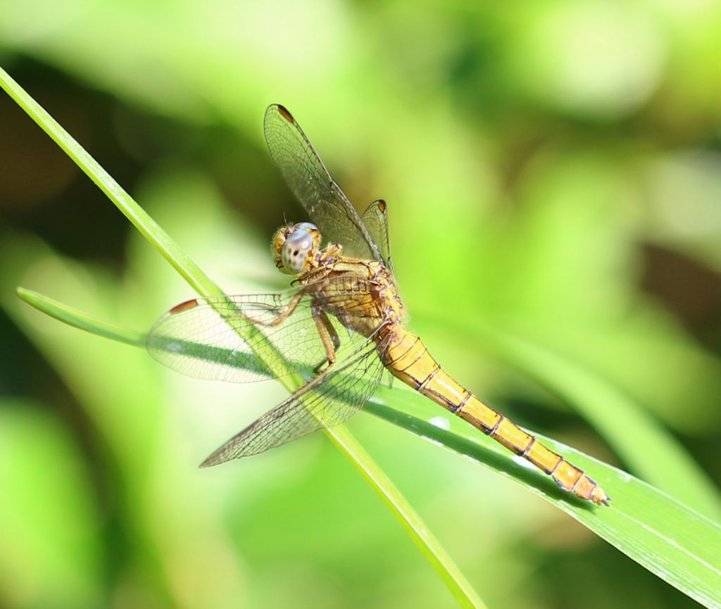 libellula?