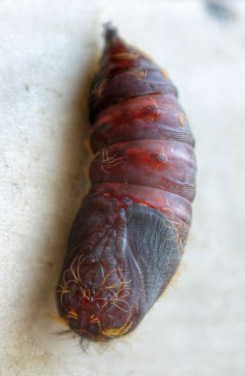 Crisalide o pupa sconosciuta - Lymantria dispar