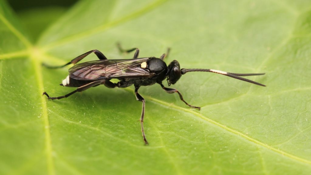 Ichneumonidae da identificare