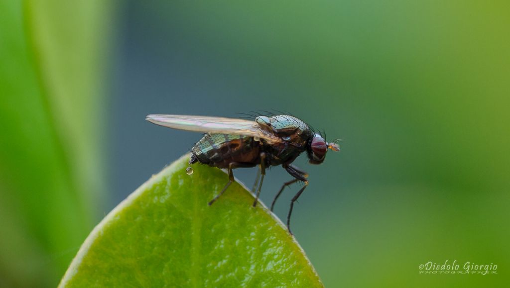 Calliopum sp. (Lauxaniidae)