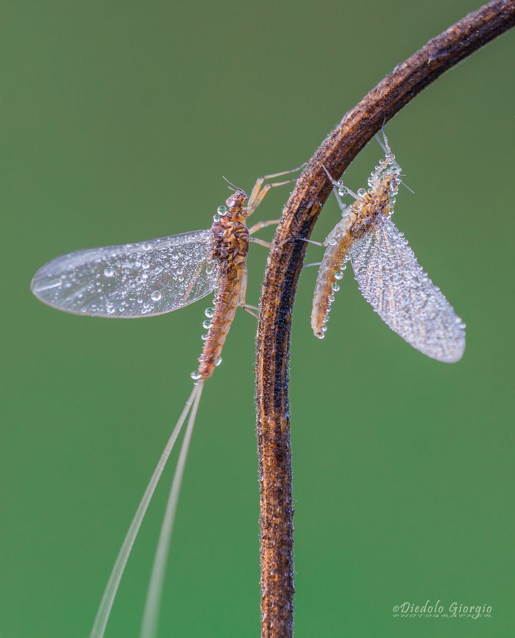 Baetis sp., femmine (Baetidae)