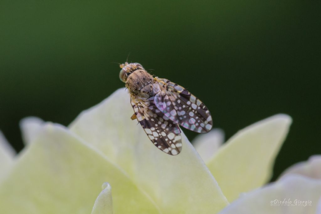 Tephritis nigricauda?... con cetezza solo Tephritis sp.