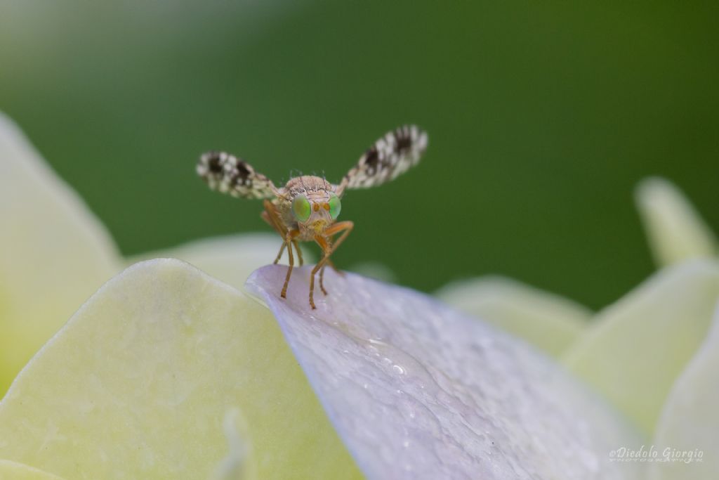 Tephritis nigricauda?... con cetezza solo Tephritis sp.