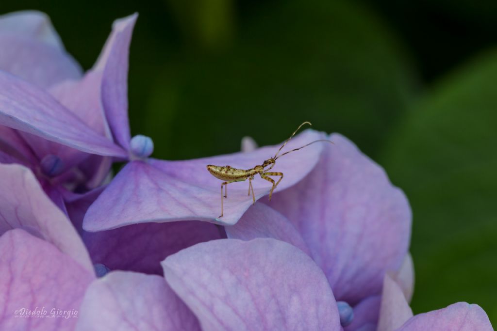 Reduviidae: neanide di Nagusta goedelii