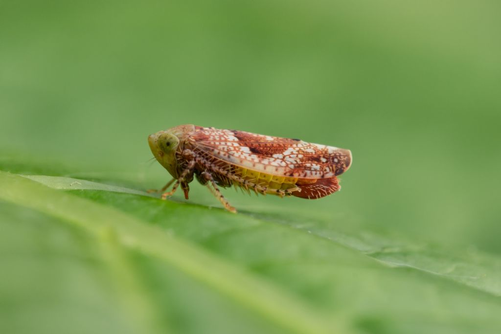 Cicadellidae: Hishimonus hamatus