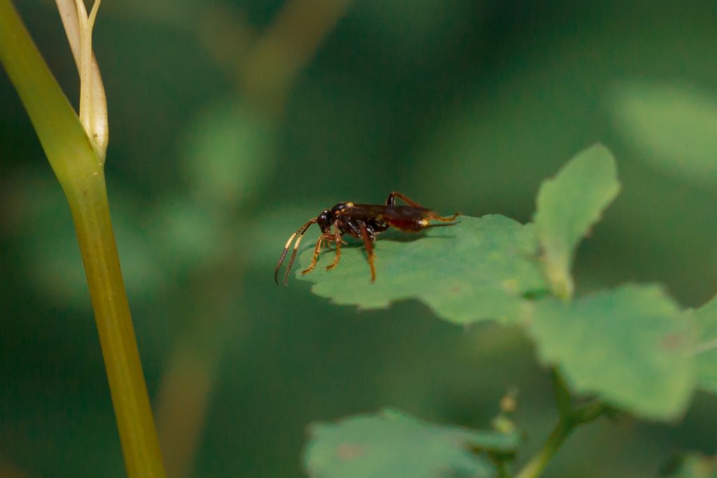 Ichneumonidae da id.