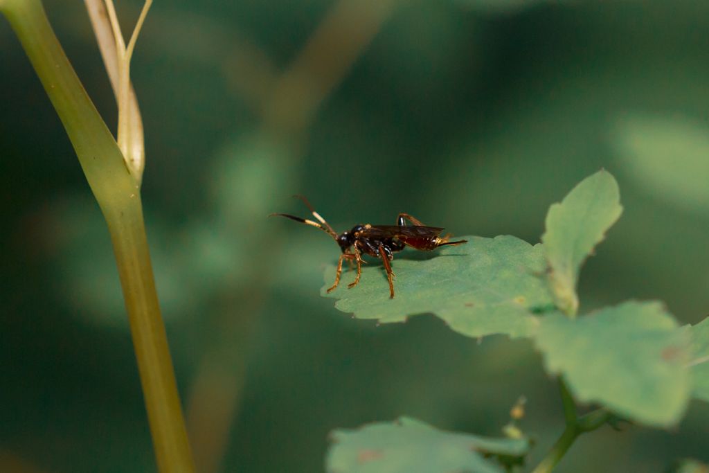 Ichneumonidae da id.