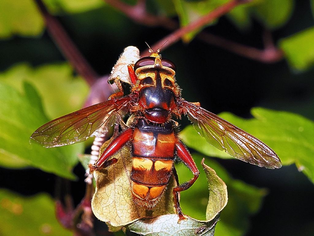 Strano imenottero ?  No, Milesia crabroniformis, dittero Syrphidae