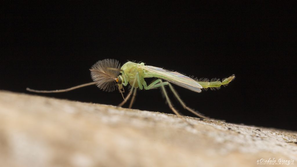 Chironomidae?  S, maschio