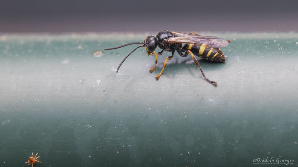 Vespidae? No, Crabronidae: Argogorytes sp.