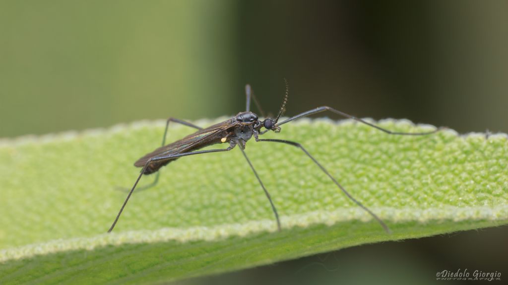 limoniidae o trichoceridae?