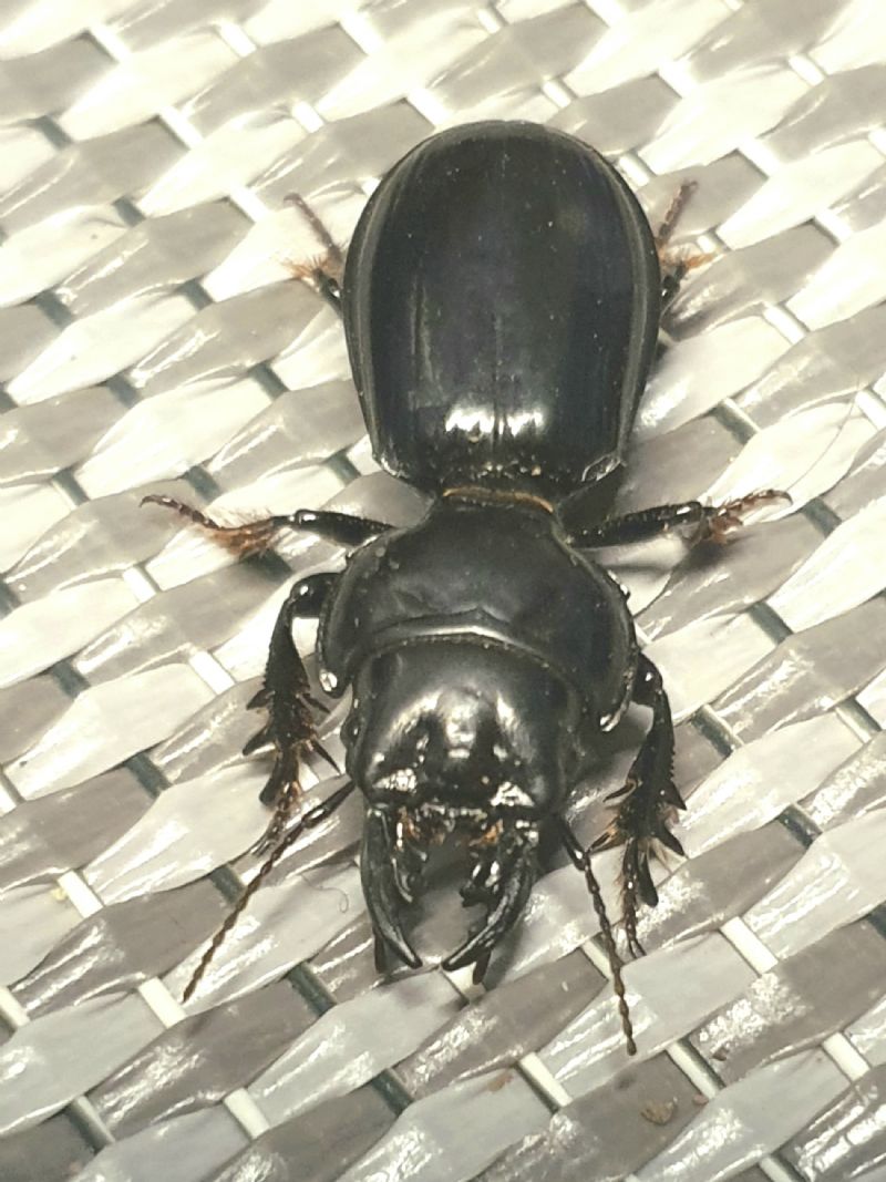 Carabidae: Scarites buparius