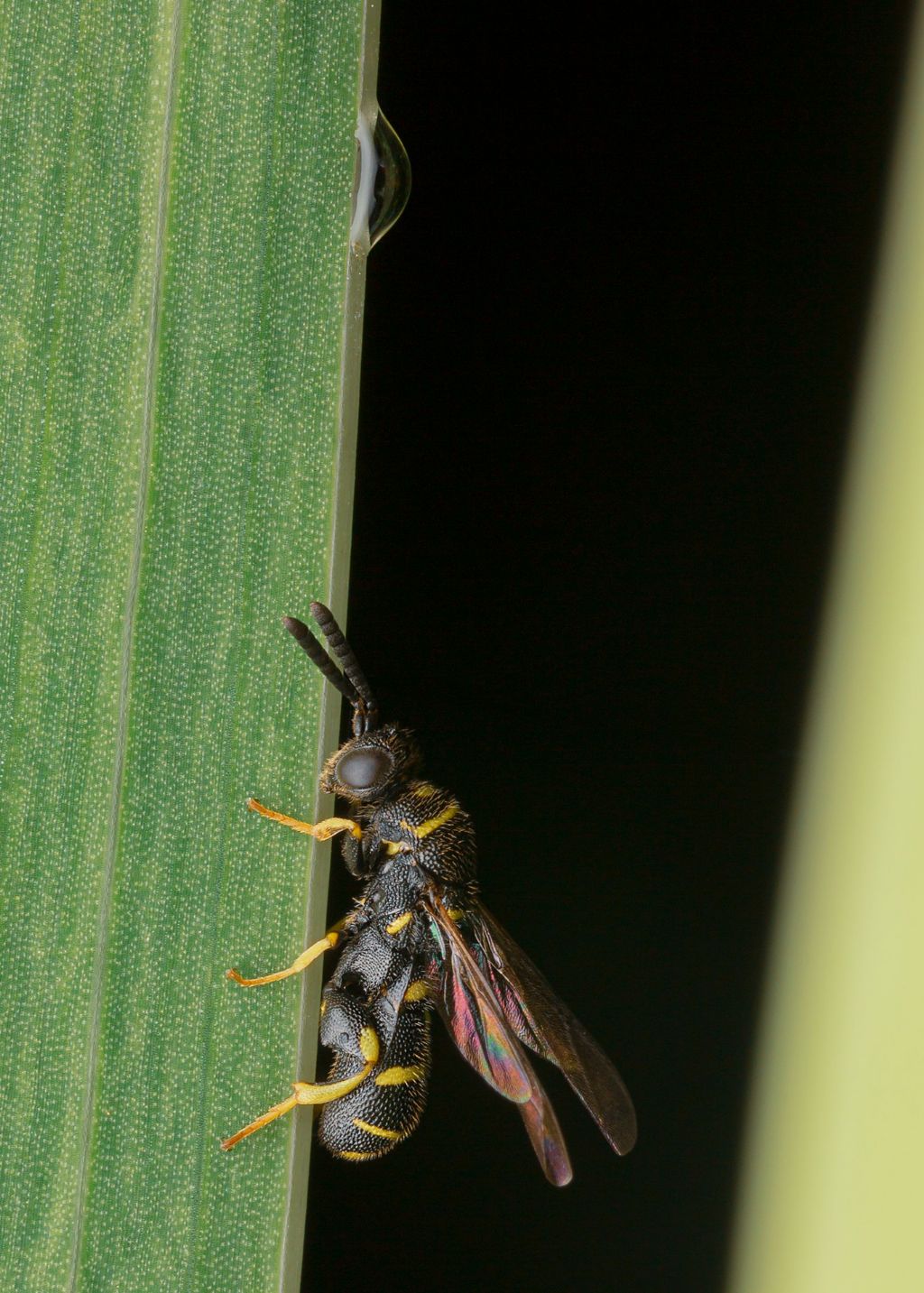 Leucospidae: maschio di Leucospis cfr. dorsigera