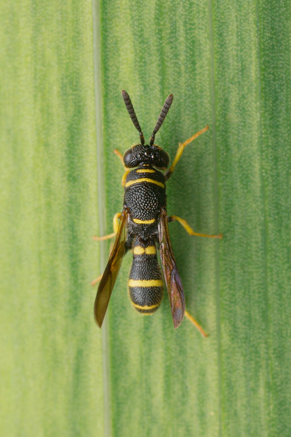 Leucospidae: maschio di Leucospis cfr. dorsigera