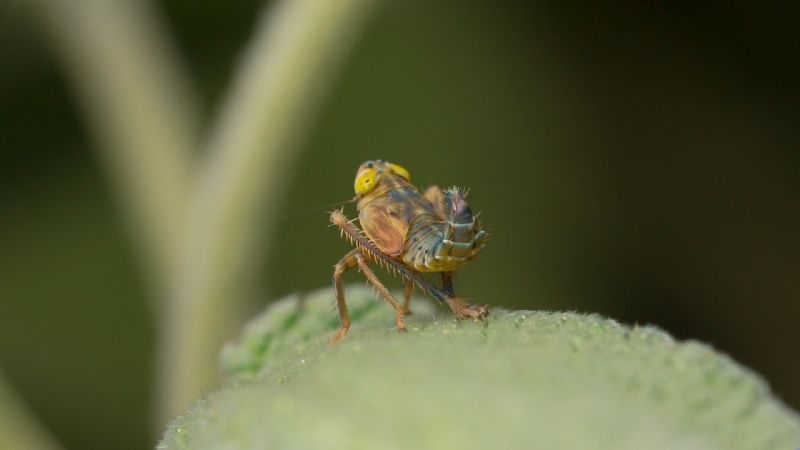 Cicadellidae : Jikradia olitoria? S