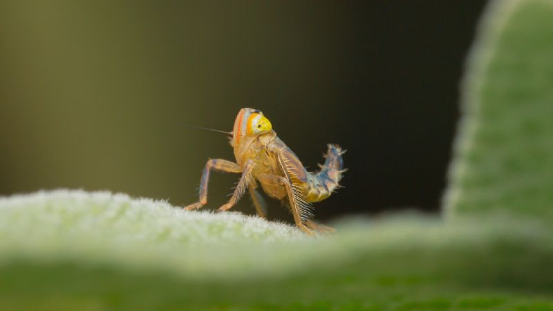 Cicadellidae : Jikradia olitoria? S