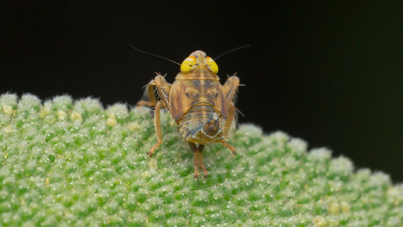 Cicadellidae : Jikradia olitoria? S