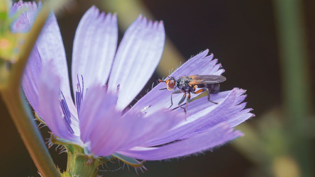 Conopidae Thecophora atra