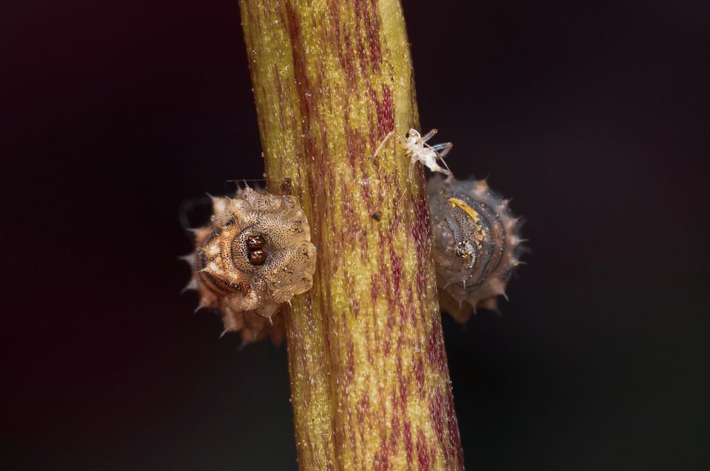 Parassita o larva di cosa??... Larva di Syrphidae da id.