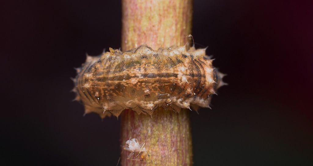 Parassita o larva di cosa??... Larva di Syrphidae da id.