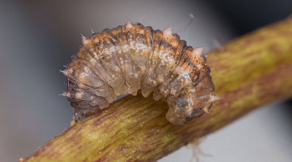 Parassita o larva di cosa??... Larva di Syrphidae da id.