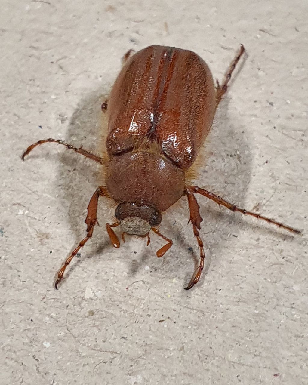 scarabeo: Melolonthidae, cfr. Holochelus fraxinicola