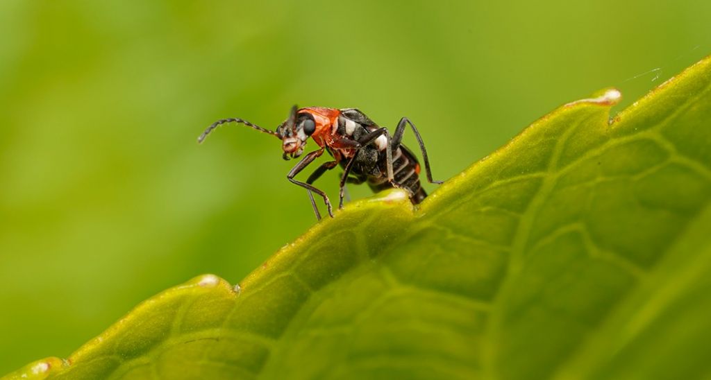 Malachiidae: Attalus minimus, maschio