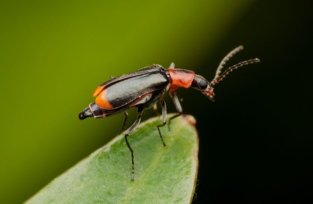 Malachiidae: Attalus minimus, maschio