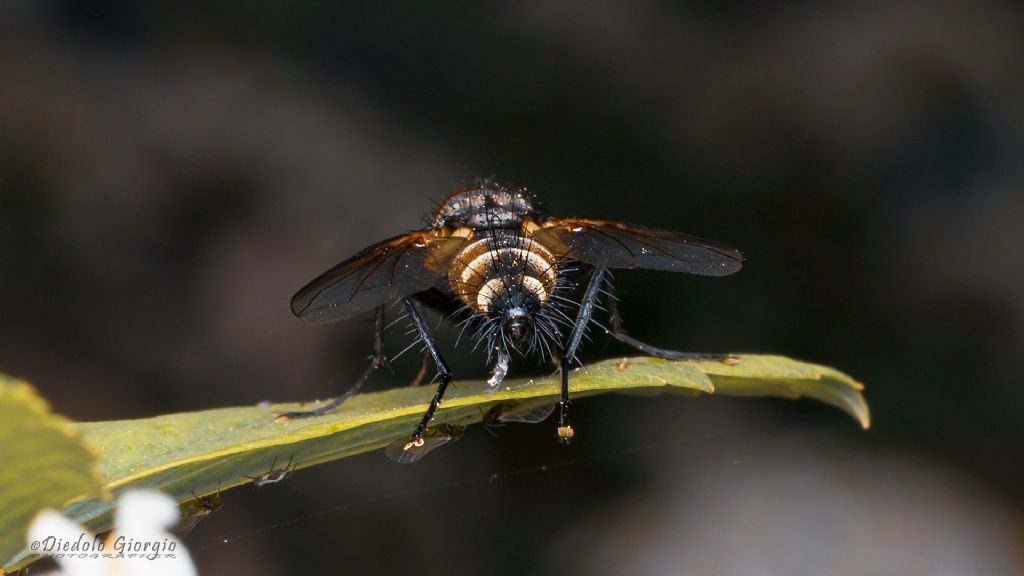 tachinidae da id.