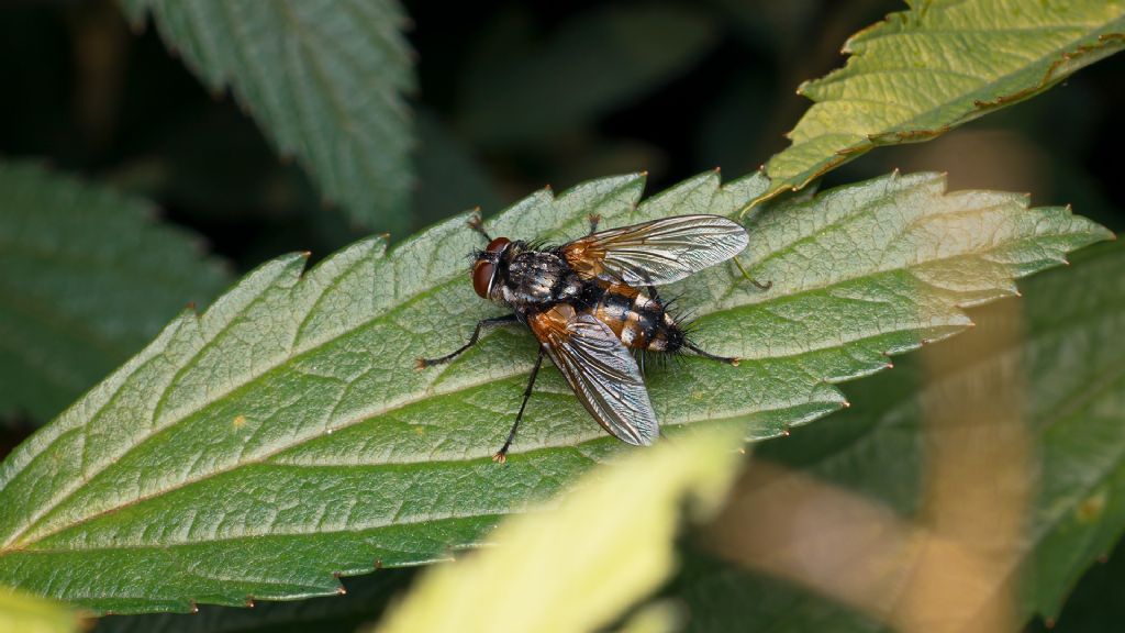 tachinidae da id.