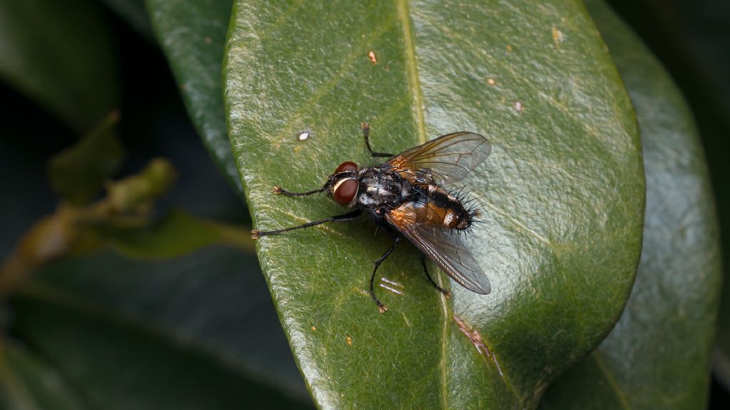 tachinidae da id.