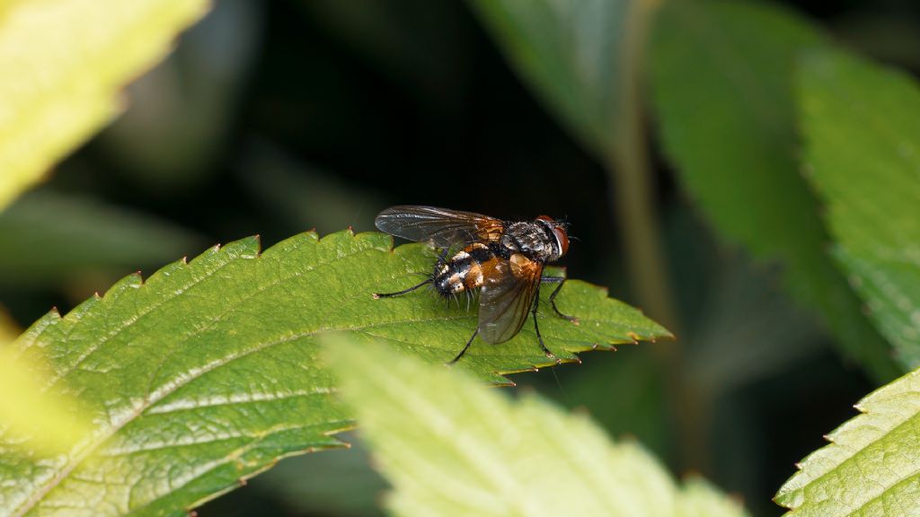 tachinidae da id.