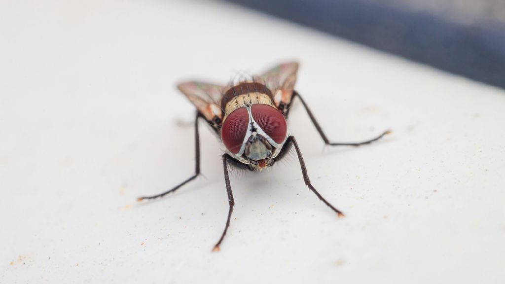 Anthomyia illocata maschio?