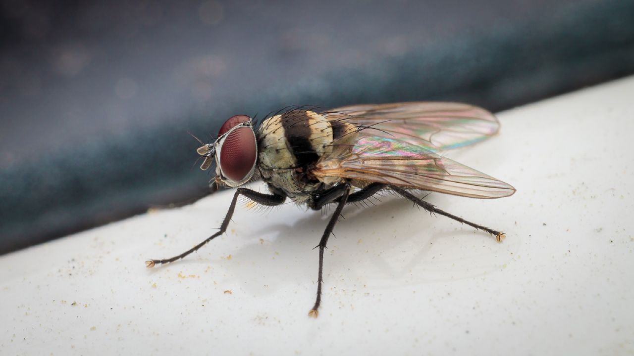 Anthomyia illocata maschio?