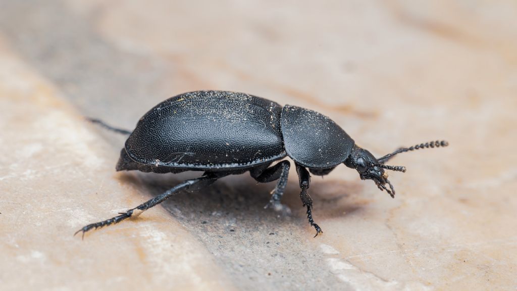 Silphidae: Ablattaria laevigata? S.