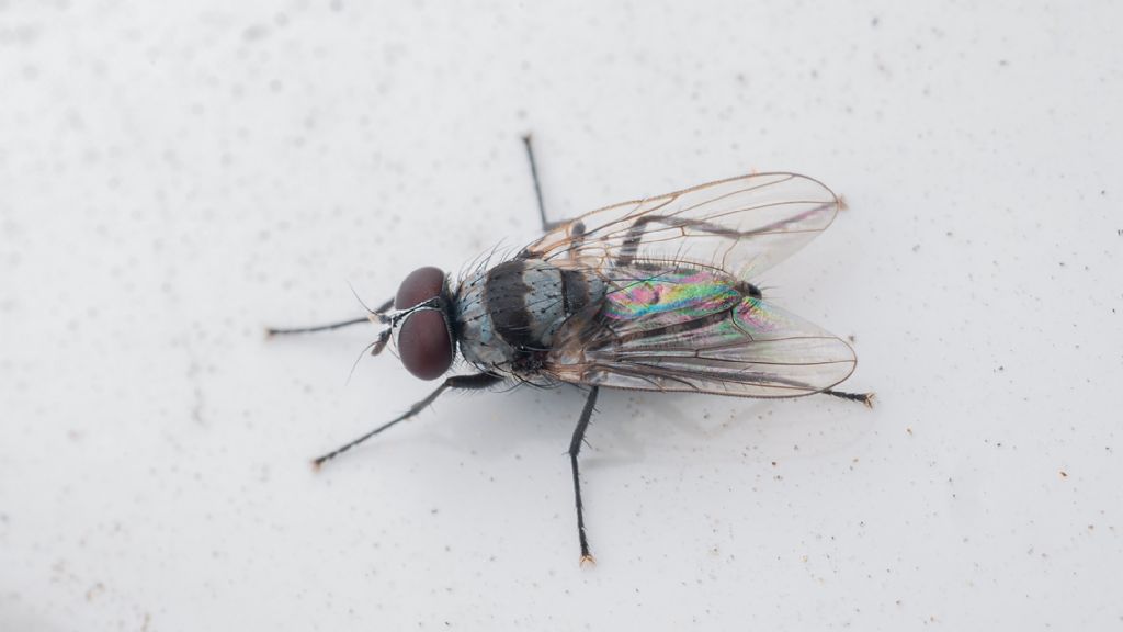 Anthomyia illocata maschio?