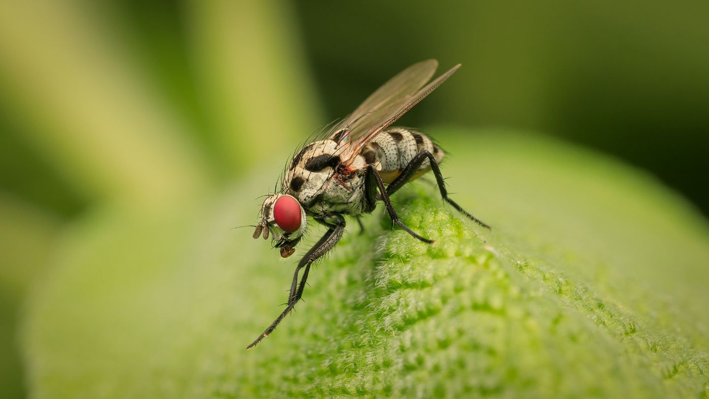 Anthomyia procellaris?