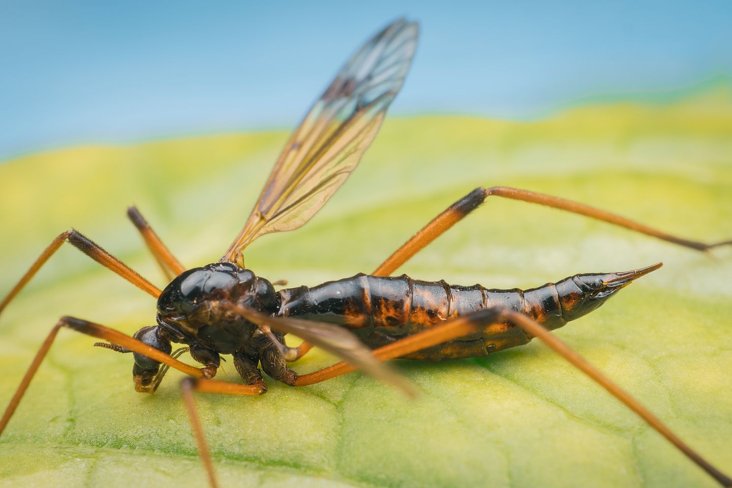 Dictenidia bimaculata?