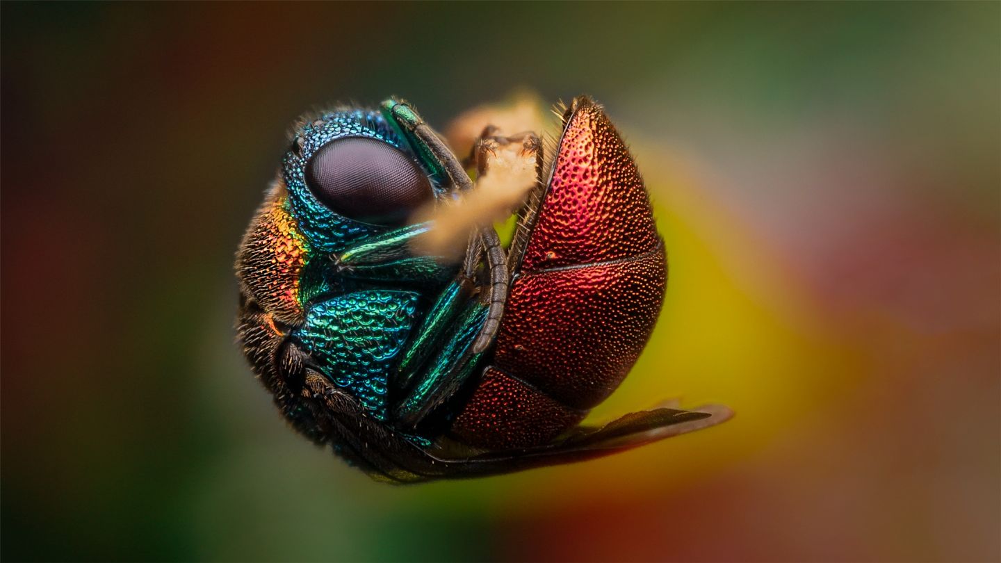 Chrysididae da identificare