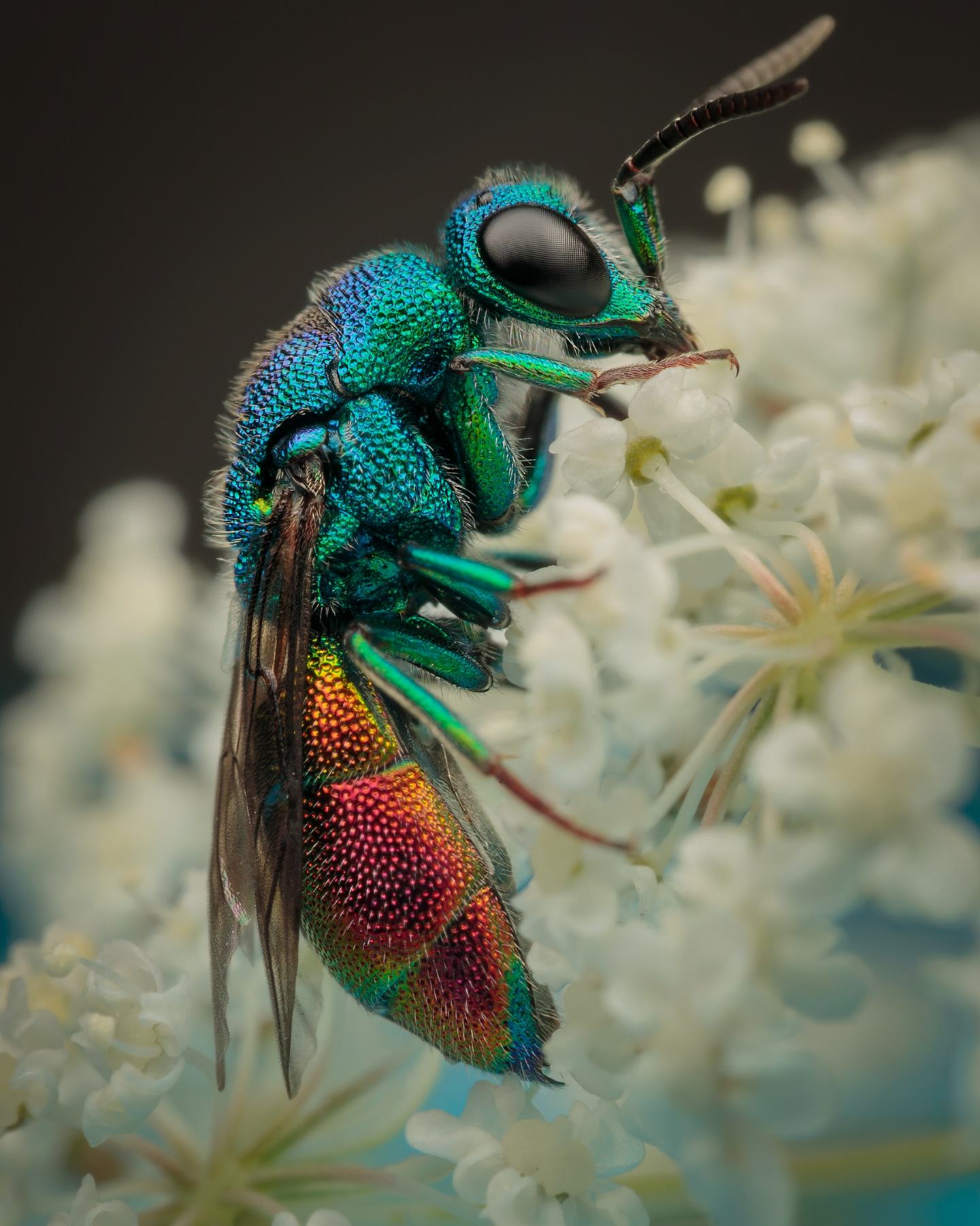 Chrysididae maschio da identificare