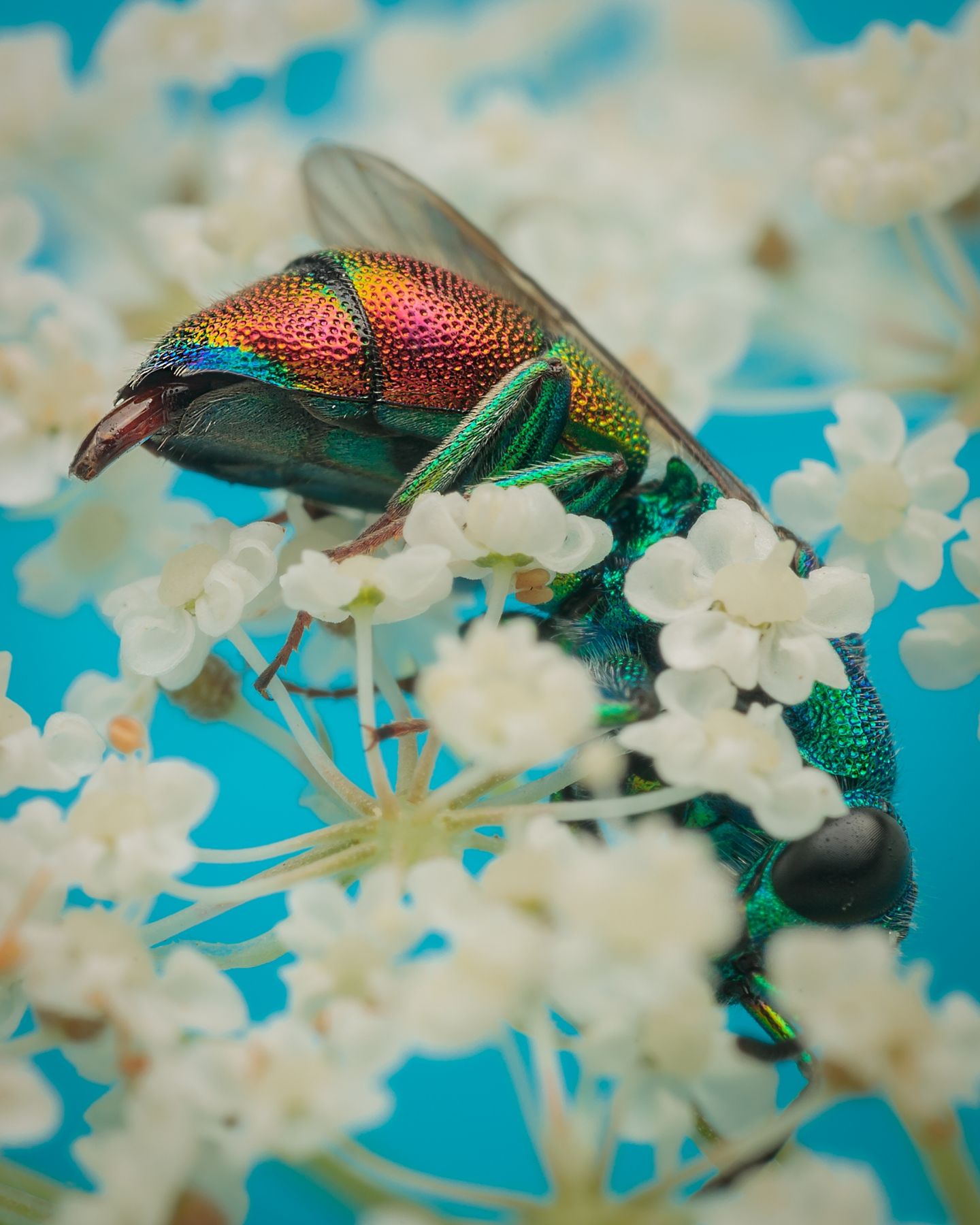 Chrysididae maschio da identificare