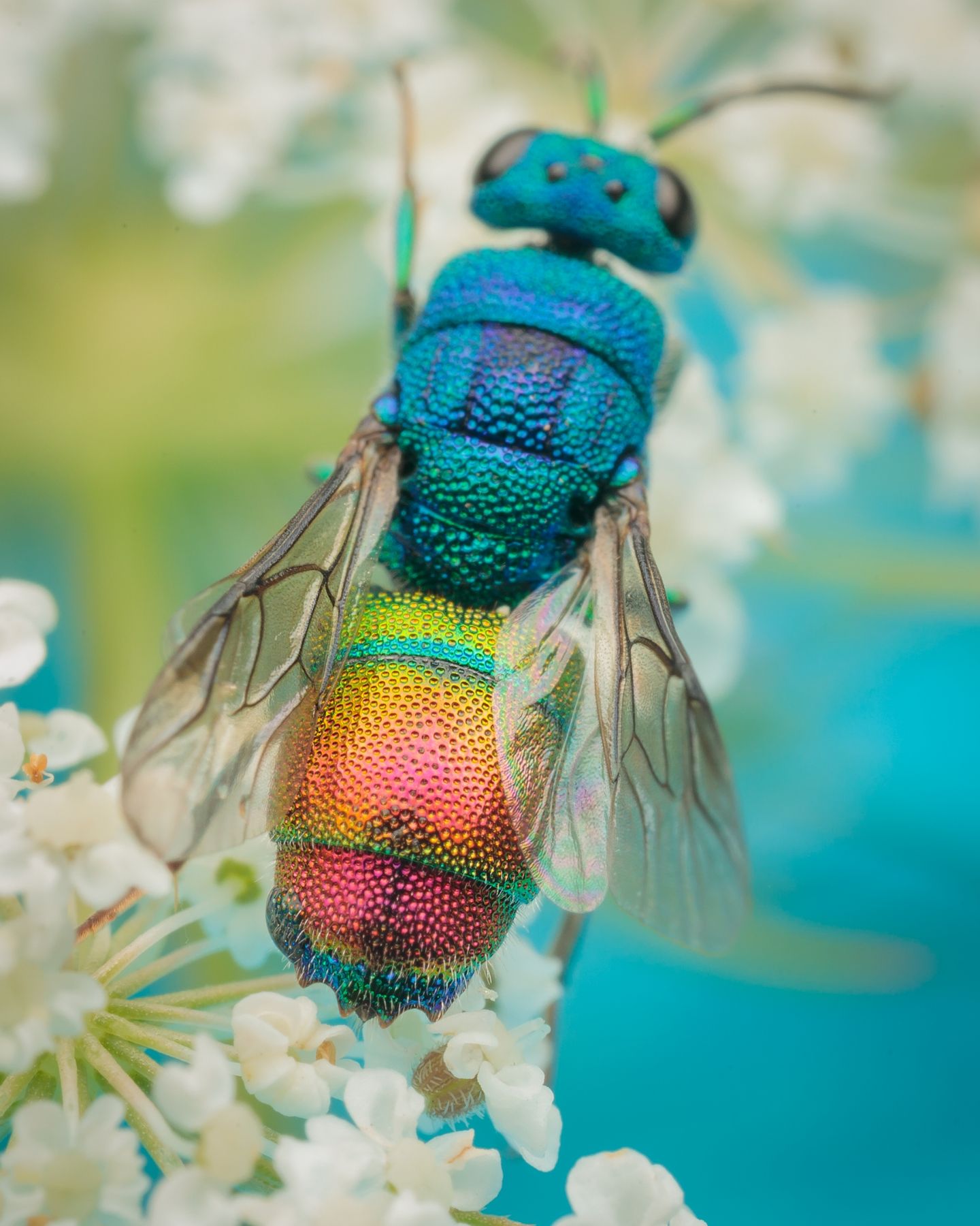 Chrysididae maschio da identificare